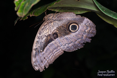 Caligo placidianus