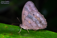 Pseudodebis valentina