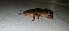 Gryllotalpa krimbasi
