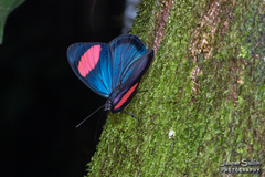 Batesia hypochlora