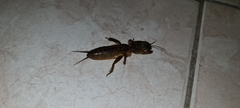 Gryllotalpa krimbasi