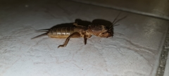 Gryllotalpa krimbasi