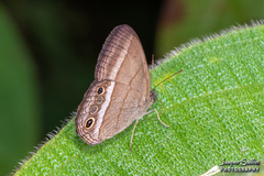 Yphthimoides maepius