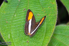 Adelpha cytherea cytherea