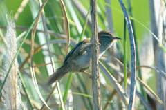 Limnoctites sulphuriferus