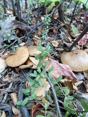 Suillus decipiens