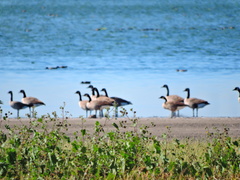 Branta hutchinsii