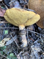 Suillus decipiens