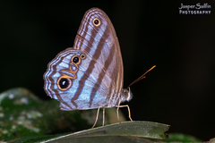 Chloreuptychia chlorimene