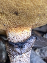 Suillus decipiens