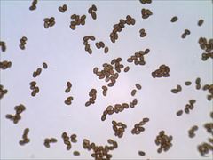 Psathyrella kauffmanii