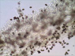 Psathyrella kauffmanii