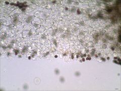 Psathyrella kauffmanii