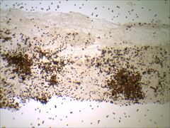 Psathyrella kauffmanii