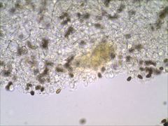 Psathyrella kauffmanii