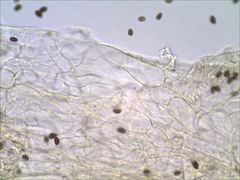 Psathyrella kauffmanii