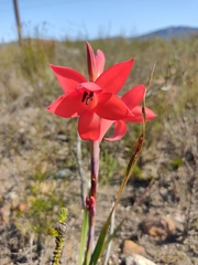 Watsonia spectabilis