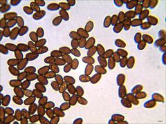 Psathyrella kauffmanii