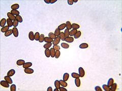 Psathyrella kauffmanii