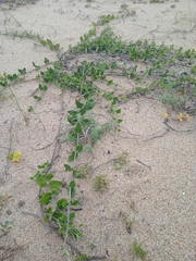 Oxypetalum tomentosum