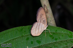 Pierella hortona