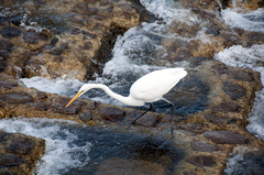 Ardea alba