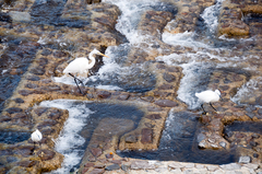 Egretta garzetta