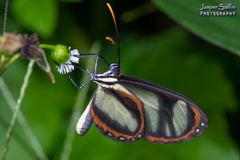 Ithomia salapia