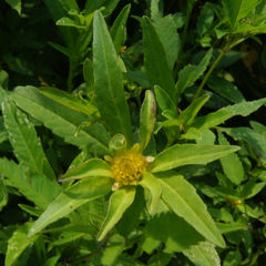Bidens comosa