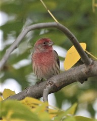 Haemorhous mexicanus