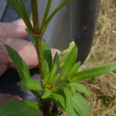 Bidens comosa