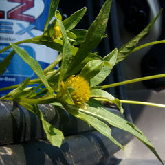 Bidens comosa