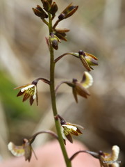 Eulophia bolusii