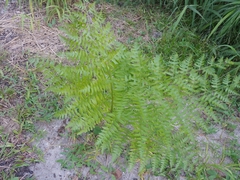 Pteridium caudatum