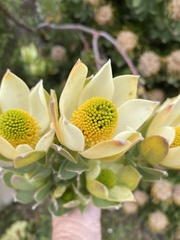 Leucadendron discolor