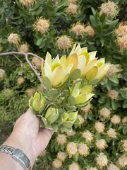 Leucadendron discolor