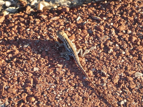Ctenophorus maculatus