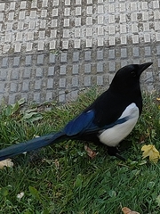 Pica pica