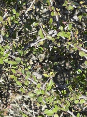 Ceanothus verrucosus