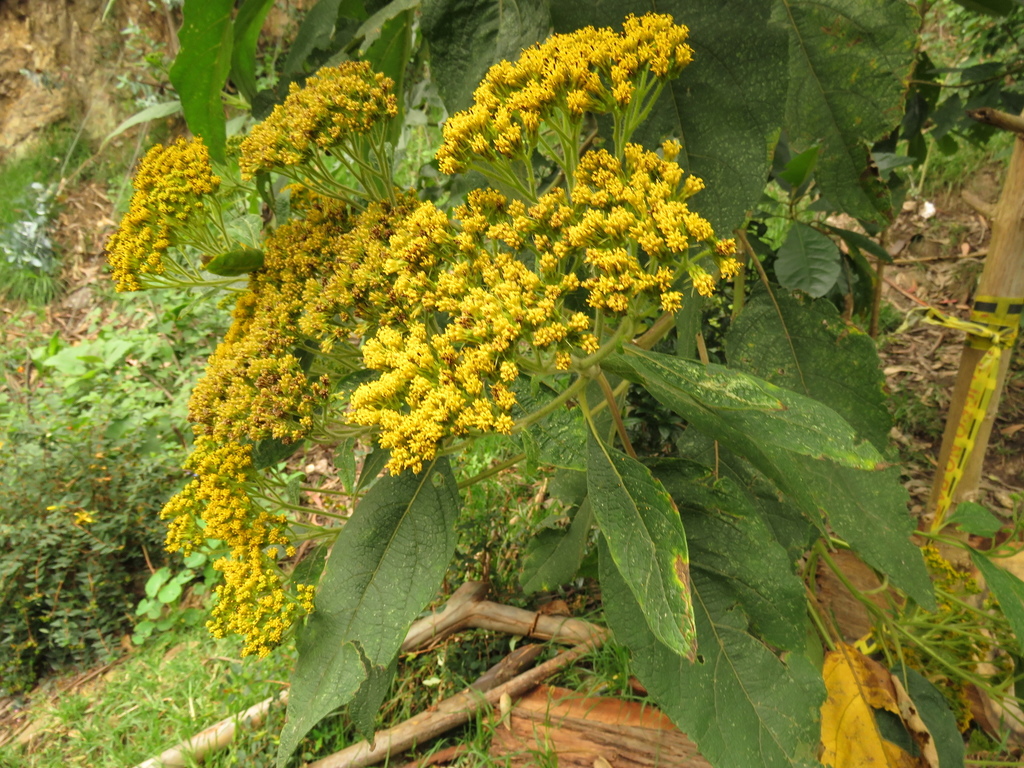 Verbesina arborea