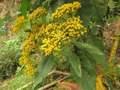 Verbesina arborea