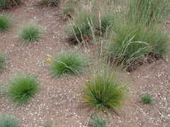 Festuca roemeri roemeri