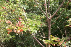 Rhus copallina image