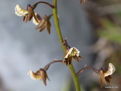 Eulophia bolusii