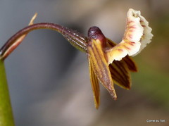 Eulophia bolusii