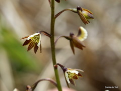 Eulophia bolusii