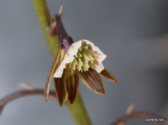 Eulophia bolusii