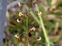 Eulophia bolusii
