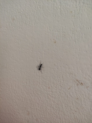 Camponotus