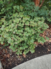 Fothergilla ×intermedia